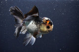 Thai Oranda  Tricolor 4.5 Inch (ID#1025To1b-78) Free2Day SHIPPING