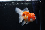 Thai Oranda  Sakura 4.5 Inch (ID#1122To5b-89) Free2Day SHIPPING