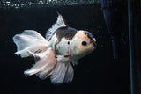 Thai Oranda  Panda 6.5 Inch (ID#0110To6c-118)