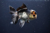 Thai Oranda  Tricolor 4.5 Inch (ID#1025To1b-78) Free2Day SHIPPING