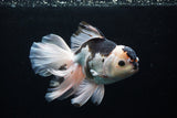 Thai Oranda  Panda 6.5 Inch (ID#0110To6c-118)