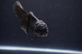 Thai Oranda  Panda 4.5 Inch (ID#1029To1b-72) Free2Day SHIPPING