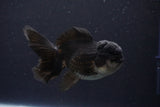 Thai Oranda  Panda 4.5 Inch (ID#1029To1b-72) Free2Day SHIPPING