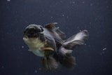 Thai Oranda  Panda 4.5 Inch (ID#1029To1b-72) Free2Day SHIPPING