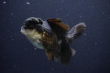 Thai Oranda  Panda 4.5 Inch (ID#1029To1b-72) Free2Day SHIPPING