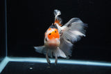 Thai Oranda  Tricolor  6 Inch (ID#0110To6c-119)