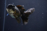 Thai Oranda  Panda 4.5 Inch (ID#1029To1b-72) Free2Day SHIPPING