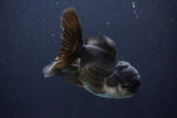 Thai Oranda  Panda 4.5 Inch (ID#1029To1b-72) Free2Day SHIPPING