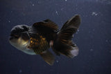 Thai Oranda  Panda 4.5 Inch (ID#1029To1b-72) Free2Day SHIPPING