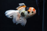 Thai Oranda  Tricolor  6 Inch (ID#0110To6c-119)