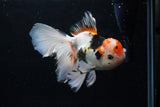 Thai Oranda  Tricolor  6 Inch (ID#0110To6c-119)