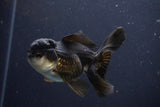 Thai Oranda  Panda 4.5 Inch (ID#1029To1b-72) Free2Day SHIPPING