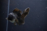 Thai Oranda  Panda 4.5 Inch (ID#1029To1b-72) Free2Day SHIPPING