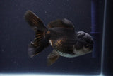 Thai Oranda  Panda 4.5 Inch (ID#1029To1b-72) Free2Day SHIPPING