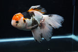 Thai Oranda  Tricolor  6 Inch (ID#0110To6c-119)