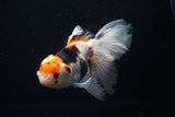 Thai Oranda  Tricolor  6 Inch (ID#0110To6c-119)