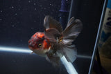 Thai Oranda  Tricolor 4 Inch (ID#1029To1b-73) Free2Day SHIPPING