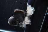 Thai Oranda  Panda 5.5 Inch (ID#917To6c-111)