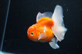 Thai Oranda  Calico 4.5 Inch (ID#1126To5b-81) Free2Day SHIPPING