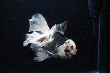 Thai Oranda  Panda 6 Inch (ID#0110To6c-120)