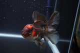 Thai Oranda  Tricolor 4 Inch (ID#1029To1b-73) Free2Day SHIPPING