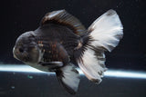 Thai Oranda  Panda 5.5 Inch (ID#917To6c-111)