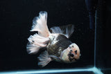 Thai Oranda  Panda 6 Inch (ID#0110To6c-120)