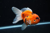 Thai Oranda  Calico 4.5 Inch (ID#1126To5b-81) Free2Day SHIPPING