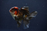 Thai Oranda  Tricolor 4 Inch (ID#1029To1b-73) Free2Day SHIPPING