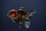 Thai Oranda  Tricolor 4 Inch (ID#1029To1b-73) Free2Day SHIPPING