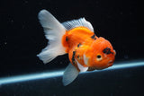 Thai Oranda  Calico 4.5 Inch (ID#1126To5b-81) Free2Day SHIPPING