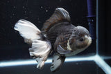 Thai Oranda  Panda 5.5 Inch (ID#917To6c-111)