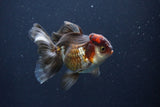 Thai Oranda  Tricolor 4 Inch (ID#1029To1b-73) Free2Day SHIPPING