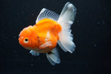 Thai Oranda  Calico 4.5 Inch (ID#1126To5b-81) Free2Day SHIPPING