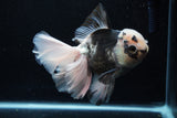 Thai Oranda  Panda 6 Inch (ID#0110To6c-120)