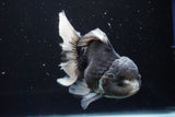 Thai Oranda  Panda 5.5 Inch (ID#917To6c-111)