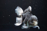 Thai Oranda  Panda 5.5 Inch (ID#917To6c-111)