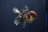 Thai Oranda  Tricolor 4 Inch (ID#1029To1b-73) Free2Day SHIPPING