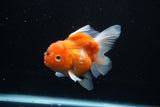 Thai Oranda  Calico 4.5 Inch (ID#1126To5b-81) Free2Day SHIPPING