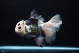 Thai Oranda  Panda 6 Inch (ID#0110To6c-120)