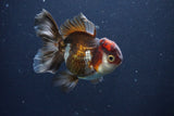 Thai Oranda  Tricolor 4 Inch (ID#1029To1b-73) Free2Day SHIPPING