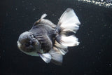 Thai Oranda  Panda 5.5 Inch (ID#917To6c-111)