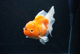 Thai Oranda  Calico 4.5 Inch (ID#1126To5b-81) Free2Day SHIPPING