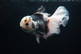 Thai Oranda  Panda 6 Inch (ID#0110To6c-120)