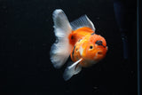 Thai Oranda  Calico 4.5 Inch (ID#1126To5b-81) Free2Day SHIPPING