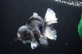 Thai Oranda  Panda 5.5 Inch (ID#917To6c-111)