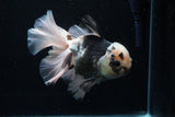 Thai Oranda  Panda 6 Inch (ID#0110To6c-120)