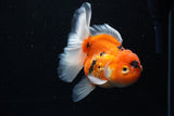 Thai Oranda  Calico 4.5 Inch (ID#1126To5b-81) Free2Day SHIPPING