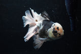 Thai Oranda  Panda 6 Inch (ID#0110To6c-120)