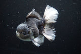 Thai Oranda  Panda 5.5 Inch (ID#917To6c-111)